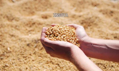 Insoya