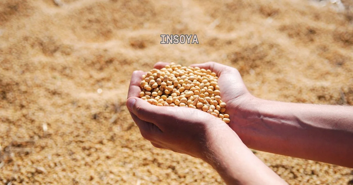 Insoya