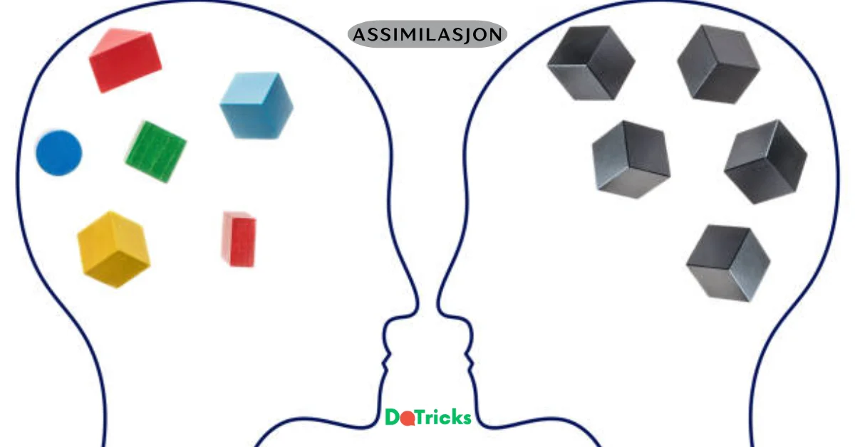 assimilasjon