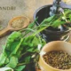 koriandri