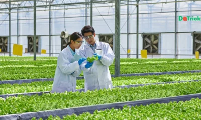arugula researcher at Cambridge